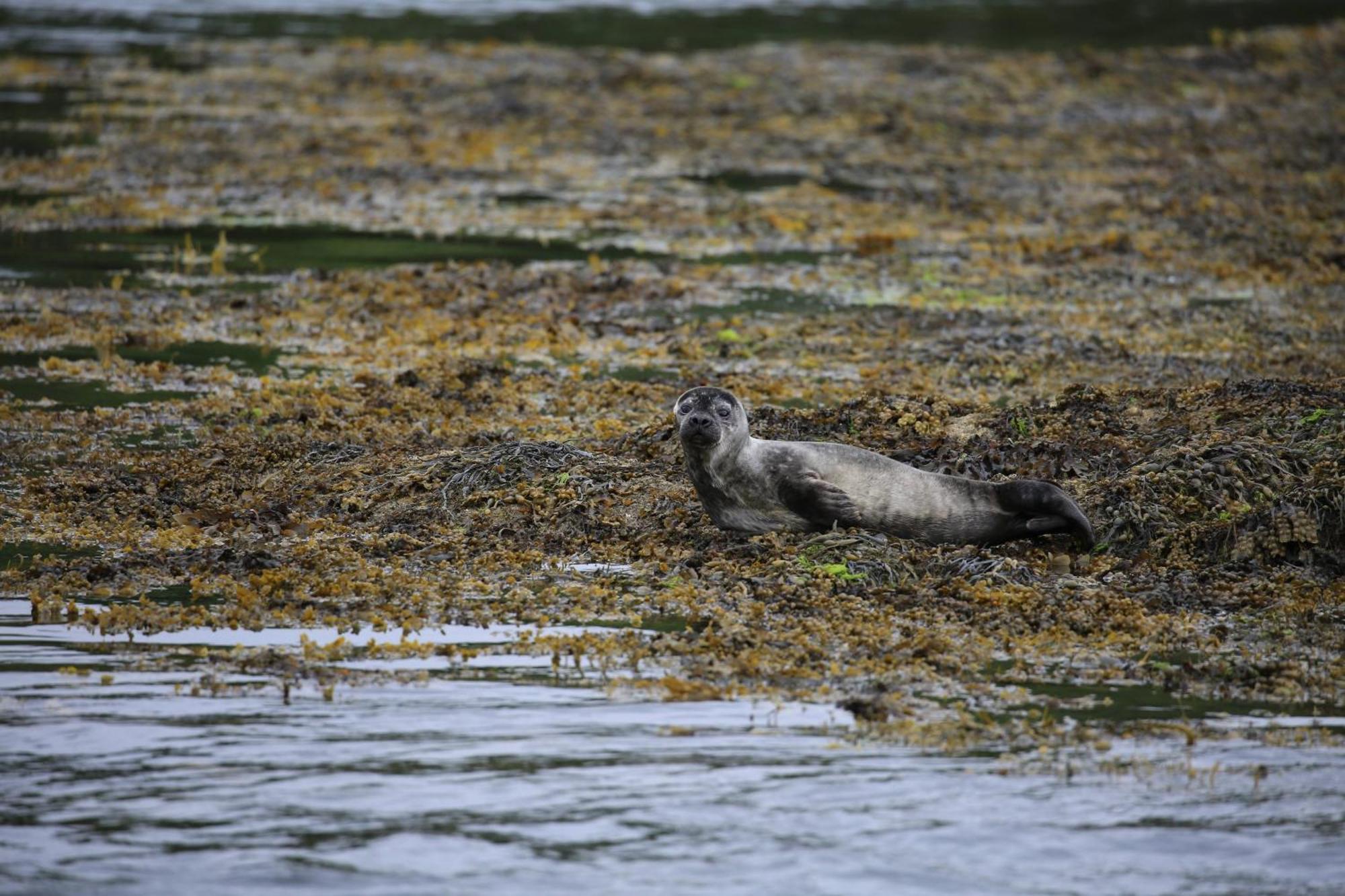 הוילה Acharacle Isle Of Carna, Secluded Scottish Island, Loch Sunart מראה חיצוני תמונה